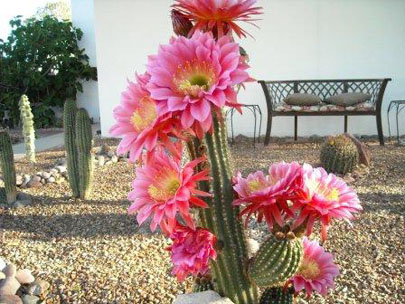 Arizona Trichocereous Cactus