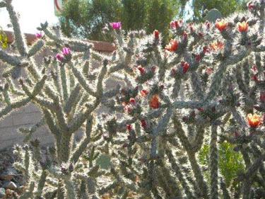 Arizona Cholla Cactus