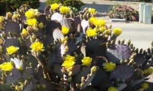 Santa Rita Prickly Pear Cactus