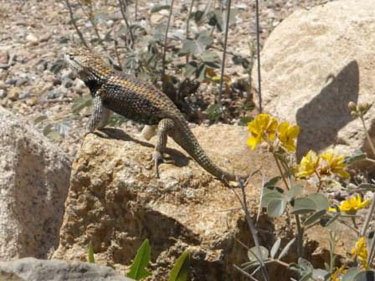 Arizona Lizard on Rock