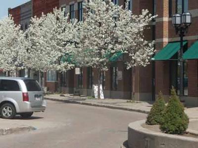 Spring Trees in Downtown Mt. Clemens, Michigan