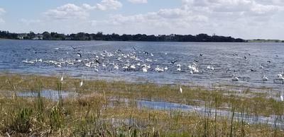 Herons watching Pelicans
