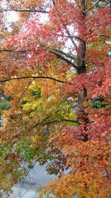 Fall out my window, lovely.