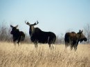 Moose in late November