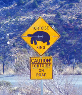 Tortoise Crossing? Love it! I collect tortoises too...