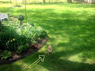 Look for little Mia, my Long-Haired Chihuahua! 