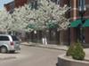 Spring Trees in Downtown Mt. Clemens, Michigan