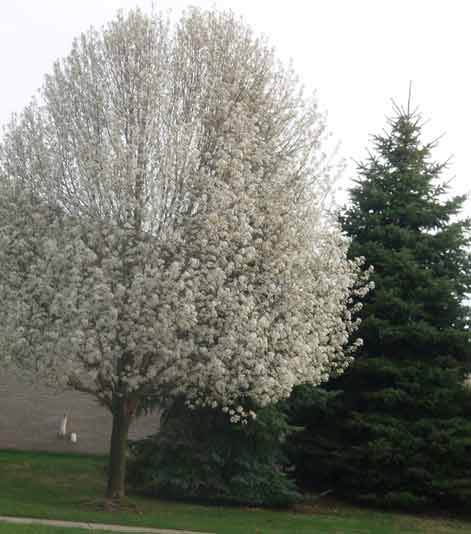 Retirement: Spring Tree Feels Like Me